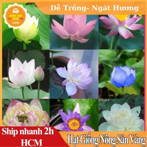 Hạt giống Hoa Sen Mini Nhật (Hạt) ,Dễ Trồng, Ít Chăm Sóc, Hoa Ngát Hương (Nhiều Màu) - Nông Sản Vàng