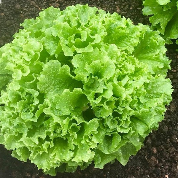 Hạt giống rau củ quả 4 mùa combo 5 loại rau xà lách thơm ngon - trồng chậu, vườn ban công dễ chăm sóc, tỷ lệ nảy mầm cao