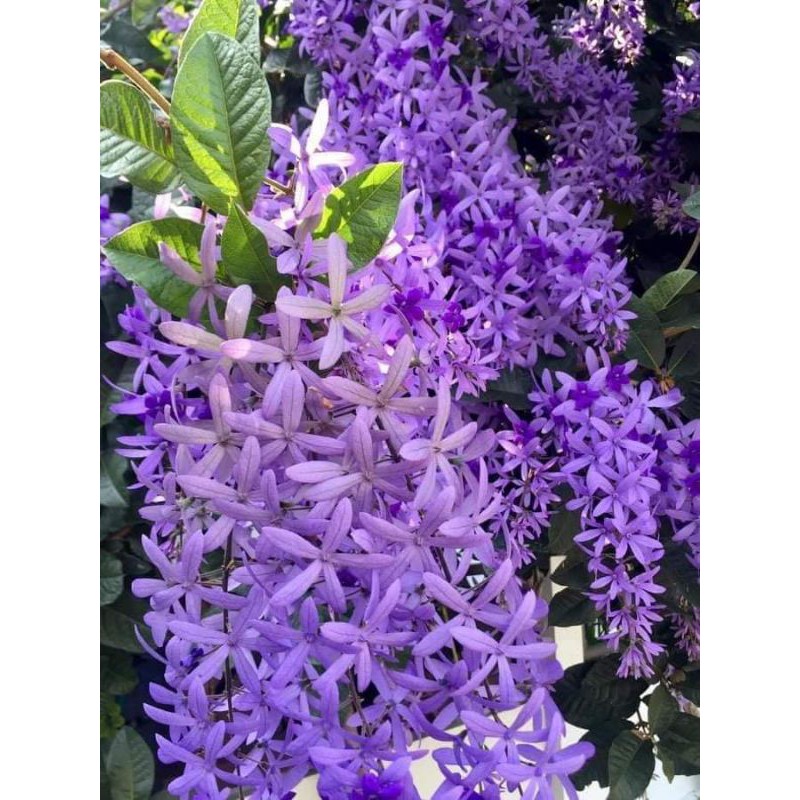 Hoa mai xanh thái lan