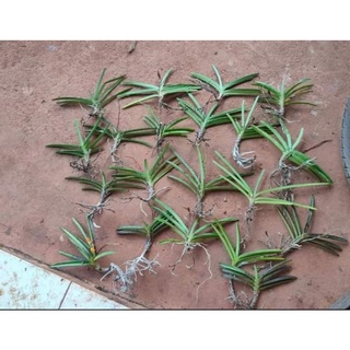 Lan hỏa hoàng cam