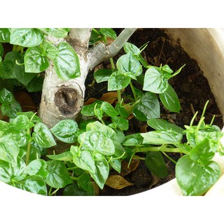 SIÊU GIẢM GIÁ Hạt giống rau Càng Cua.thơm ngon bổ dưỡng hạt giống  Càng Cua