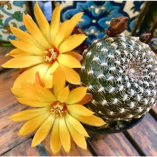 Hạt Giống Hoa Xương Rồng (tặng kèm phân bón)