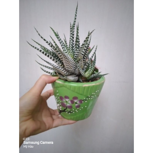 Móng rồng trắng
