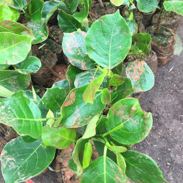 Cây mận roi