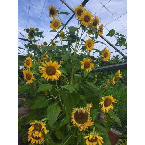 ( SIÊU RẺ ) Hạt giống hướng dương siêu bông 30 hạt