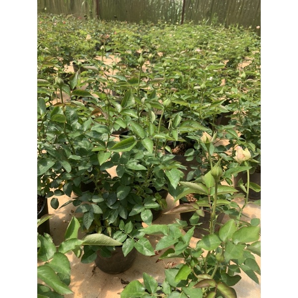 Cây hoa hồng bụi màu hồng nhạt Miranda, cây nguyên chậu cao 50-60cm. thienan22916