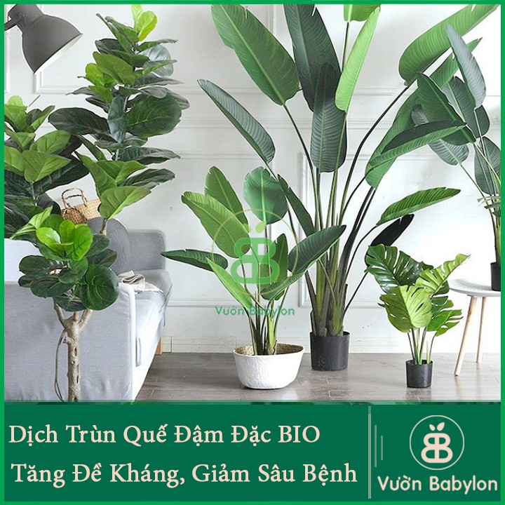 DỊCH TRÙN QUẾ CHO HOA KIỂNG - LAN 100ML