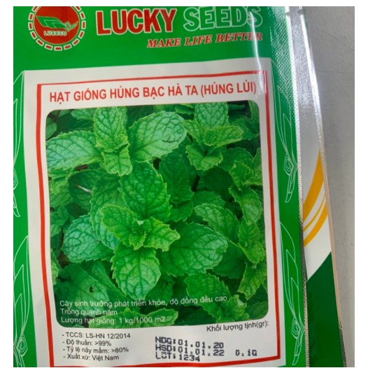 Hạt húng lủi (bạc hà ta) - Cây giống húng lủi