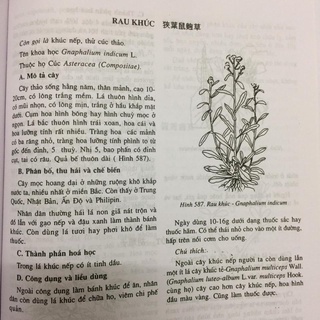cay thuộc va vi thuộc viet nam