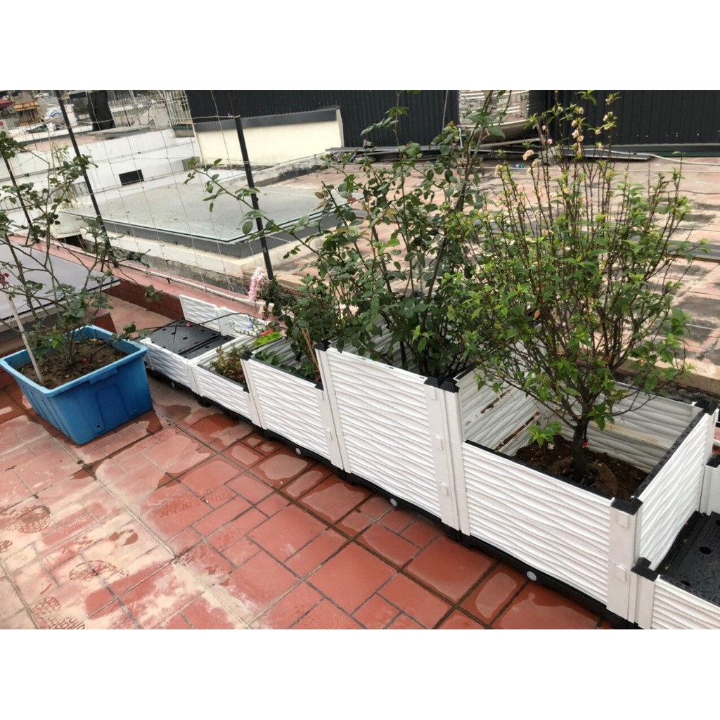 Chậu ghép kích thước 100x50x55 trồng hoa hồng siêu đẹp hàng việt nam