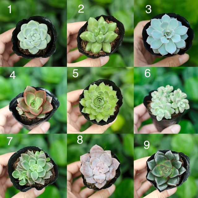 Sen đá nhỏ 3-5cm