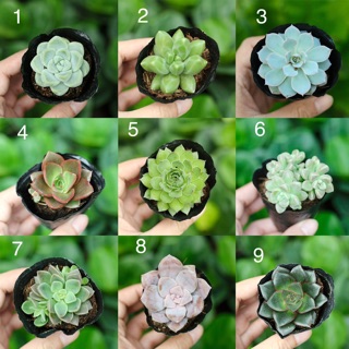 Sen đá nhỏ 3-5cm