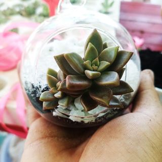 Chậu thủy tinh có móc treo