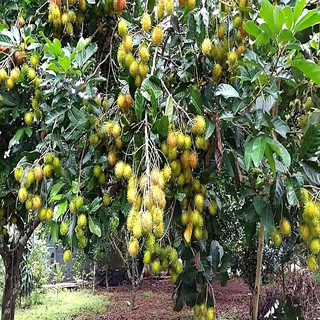 Cây giống chôm chôm nhãn cho năng suất cao