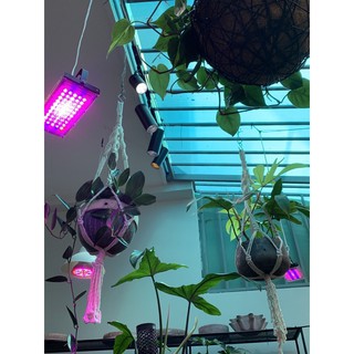Dây treo chậu cây