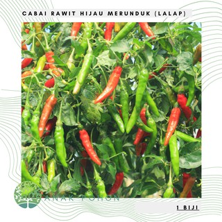 Hạt giống ớt cayenne xanh loại f1 15h