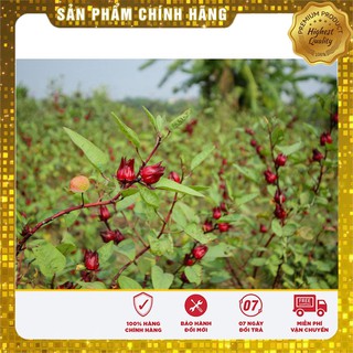 Hạt giống Hoa Atiso đỏ ( Bụt giấm 10 HẠT )