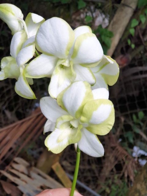 Hoa Lan Denro lai Cát lây za