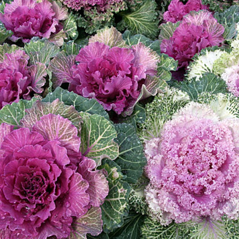 Hạt giống hoa bắp cải (Bắp cải hoa hồng) nhập Thái Lan nguyên gói (ornamental cabbage)