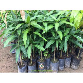 Cây Giống Xoài Tím