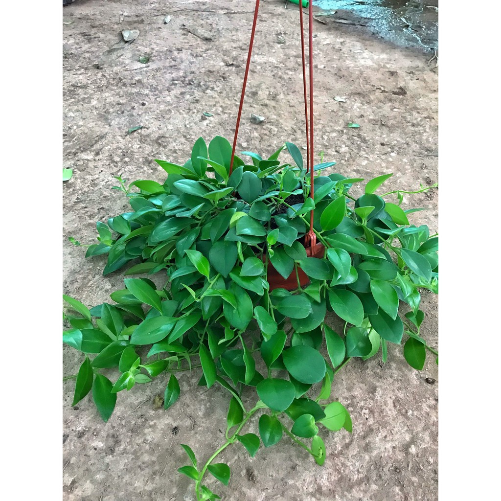 Cây son môi, bán kính 30cm, cây sức sống khỏe nở hoa đẹp hình thỏi son môi, trồng trang trí quán cafe, ban công