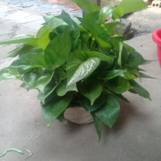 1 chậu vạn niên thanh