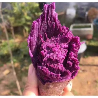 1KG BỘT KHOAI LANG TÍM