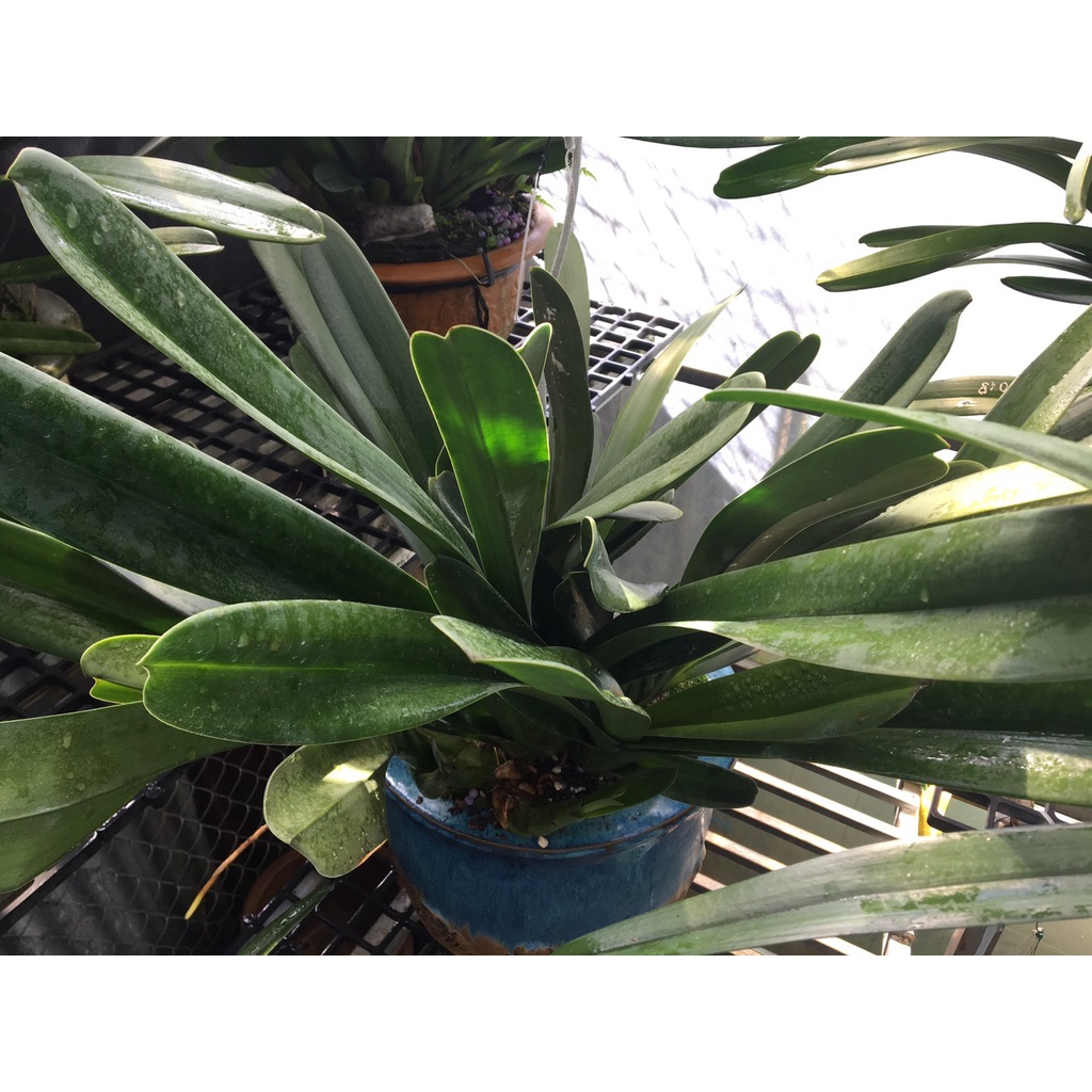 Giá thể trồng kiếm đã qua xử lý túi 4kg