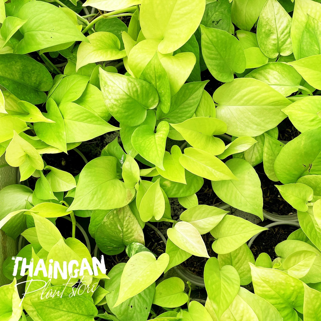 Trầu Bà Vàng - Vườn Ươm Thái Ngân