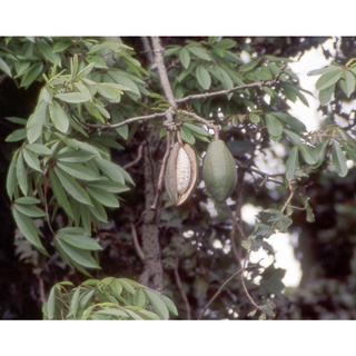Hạt giống cây bông gòn  - 100gram/gói - STHG2