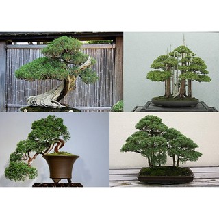 CÂY TÙNG BỒNG LAI SIÊU ĐẸP, VƯỢNG PHONG THỦY CHO GIA CHỦ