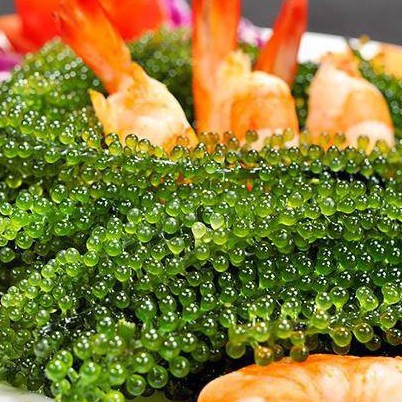 Rong Nho Tách Nước 100% Natural Hàng Công Ty Check Thông Tin Qua Mã Vạch | BigBuy360 - bigbuy360.vn