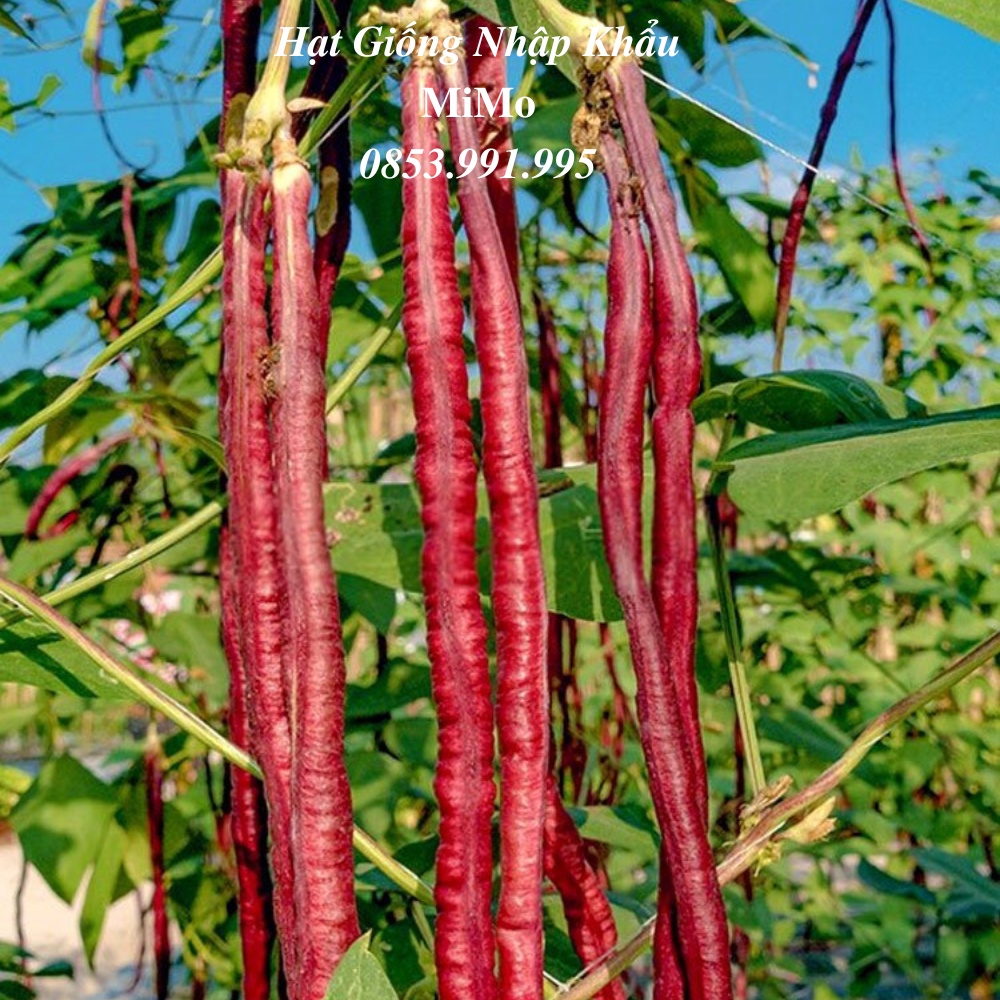 Hạt giống đậu đũa tím đỏ siêu trái, giàu dinh dưỡng