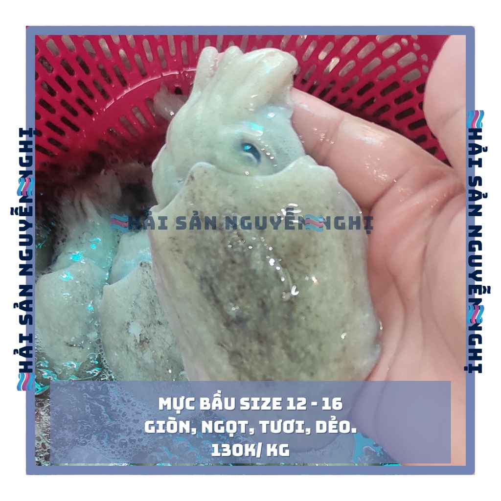 Mực nang bầu 1kg 10 - 15 con [Now + Grab]
