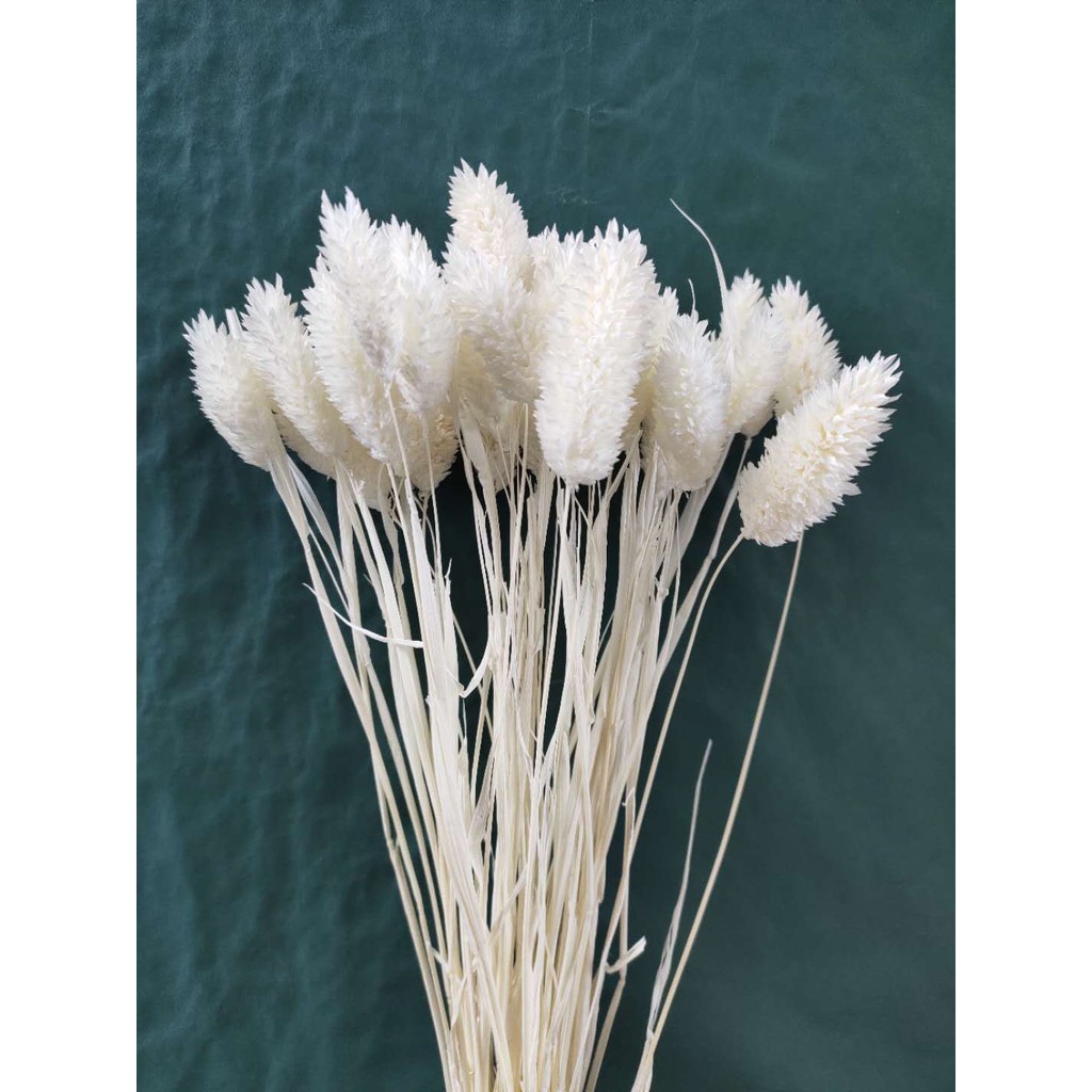 20 cành Hoa Phalaris - Cỏ đuôi thỏ Hà Lan decor, trang trí