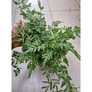 cây dương xỉ pháp