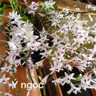Hoa lan ý ngọc