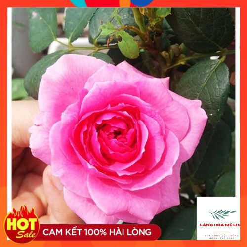 HOA HỒNG PHẤN NỮ HOÀNG- kháng chịu sâu bệnh tốt , sai hoa,lâu tàn.