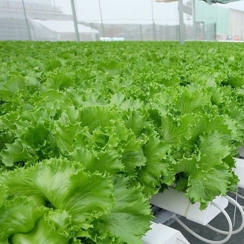 Hạt Giống Xà Lách MINETTO Pháp - Xuất xứ ITALIA
