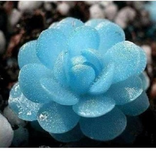 Hạt Giống Sen Đá Nhiều Loại (20 hạt) - Đức