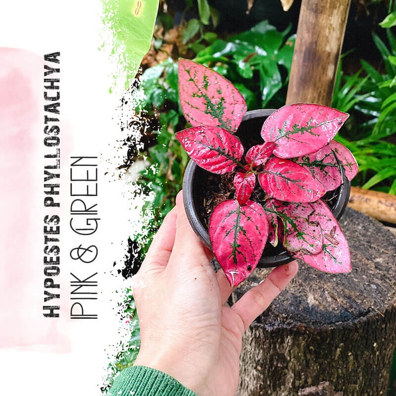 Cây Hypoestes phyllostachya Pink and Green (Thương Đao Dược Xanh Hồng) chậu nhựa