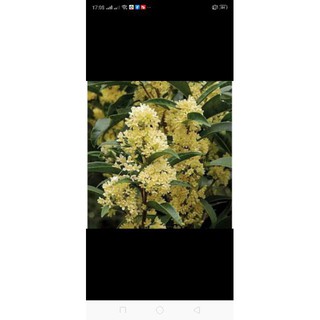 cây Cây Hoa Mộc Hương.. ra hoa quanh năm  - Cây Giống Nhập Khẩu  - Cây Giống Nhập Khẩu