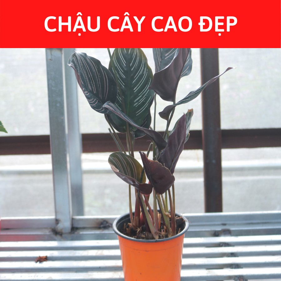 Cây đuôi công để bàn cây trồng nội thất chơi kiểng lá màu hồng hai sọc đẹp cây có bầu đất khỏe