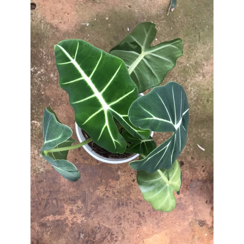 Chậu cứng Môn nhung - Alocasia Frydek