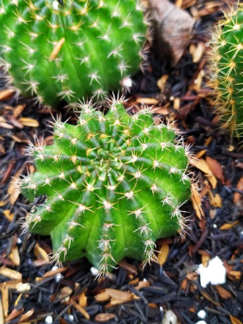 Xương rồng Lobi C- lua