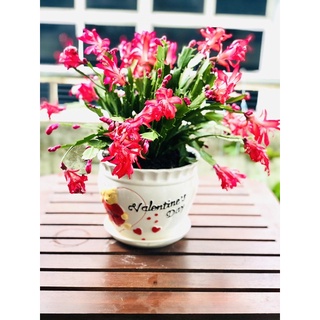 Chậu tiểu quỳnh, cây để bàn, cây văn phòng