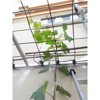 Cây 🌲 Nho Kẹo leo giàn