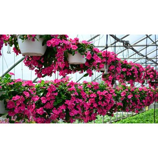 Hạt Giống Hoa Dừa Cạn Hồng