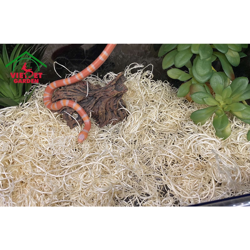 Lót nền chuyên dụng dành cho trăn rắn | Nomoy | Vietpetgarden