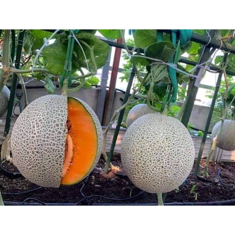 Hạt giống dưa lưới vỏ xanh ruột cam Thái Lan gói 50 hạt